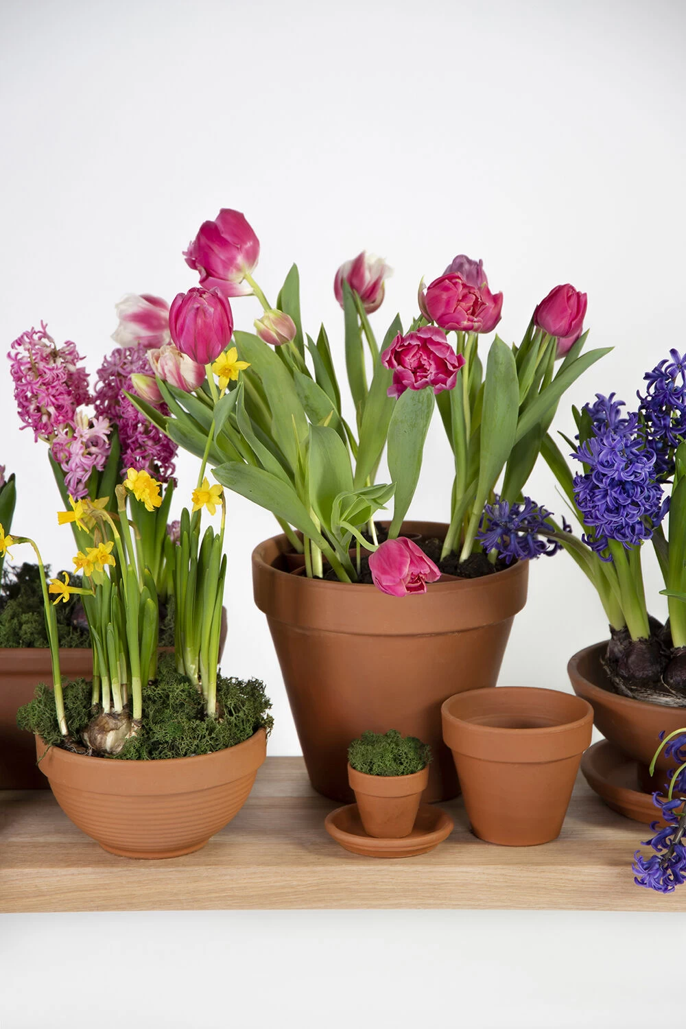 Plantenschotel Sottovaso - D41 X H5cm - Oranje - Afbeelding 2